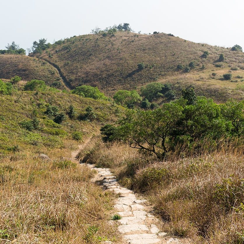 visionssuche visionsfindung in der natur michaela martin coaching waldbaden
